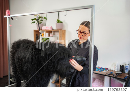 Professional groomer drying wet black poodle in pet salon Professional groomer drying wet black poodle in pet salon 139768897