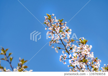 Cherry Blossoms Cherry Blossoms 139769058