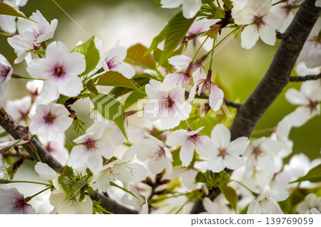 Cherry Blossoms Cherry Blossoms 139769059