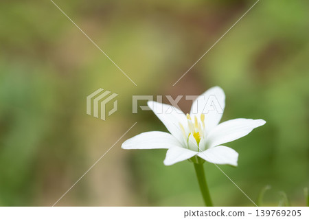 白色虎眼萬年青花被柔和的綠色葉子環繞 139769205