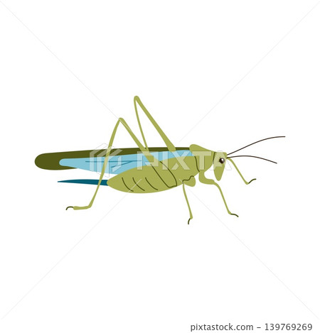Green grasshopper insect side view vector illustration isolated on white background 139769269
