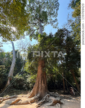 Tall giant trees near Ta Prohm Temple, Angkor ruins Tall giant trees near Ta Prohm Temple, Angkor ruins 139769420