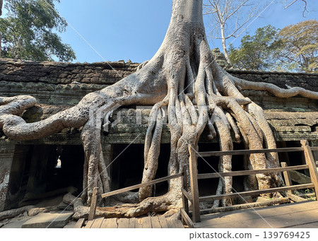 Giant trees and ruins at Ta Prohm in the Angkor Archaeological Park, January 2026 139769425