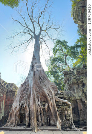 2026 年 1 月,吳哥考古遺址群中的塔布隆寺遺址與巨樹。 2026 年 1 月,吳哥考古遺址群中的塔布隆寺遺址與巨樹。 139769430