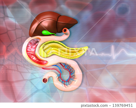 Anatomy of human digestive system on medical background Anatomy of human digestive system on medical background 139769451