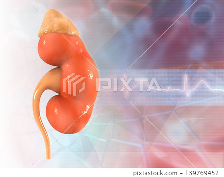Human kidney anatomy on medical background 139769452