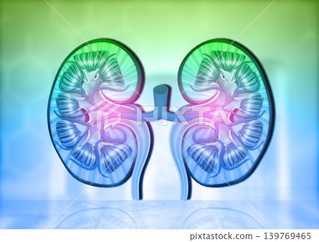 Cross section of human kidney on science background Cross section of human kidney on science background 139769465