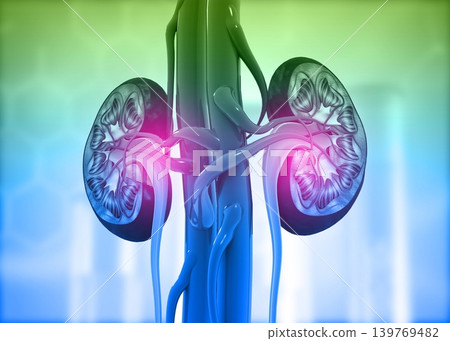 Human kidney cross section on science background 139769482