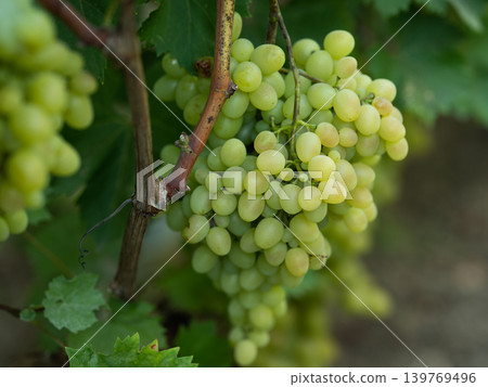 Ripe, tasty, green kind of grapes, a large brush of ripe grapes Ripe, tasty, green kind of grapes, a large brush of ripe grapes 139769496