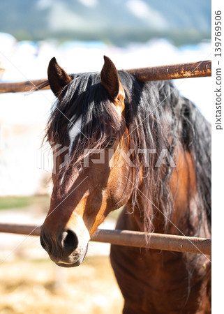 Close-up of a beautiful chestnut colored stallion. 139769506