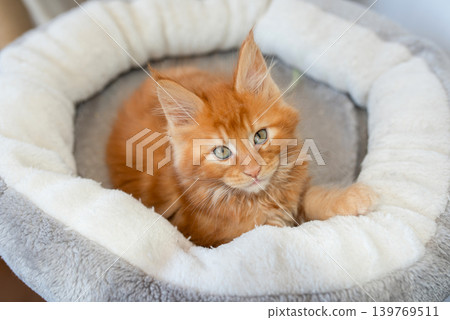 Portrait of domestic red Maine Coon kitten - 8 months old. Cute young cat sitting in front and looking at camera. Curious young orange striped kitty isolated on white background. Portrait of domestic red Maine Coon kitten - 8 months old. Cute young cat sitting in front and looking at camera. Curious young orange striped kitty isolated on white background. 139769511