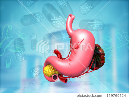 Human stomach anatomy on science background Human stomach anatomy on science background 139769524