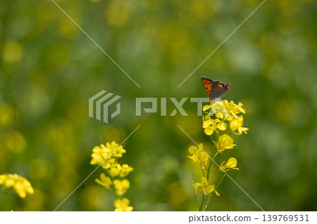 A small copper butterfly perched on a rapeseed flower against a soft spring background. 139769531
