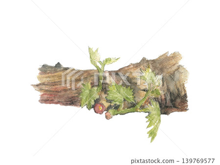 水彩風格的葡萄葉萌芽插圖 [手繪] 白色背景，摳圖，留有文字空間 139769577
