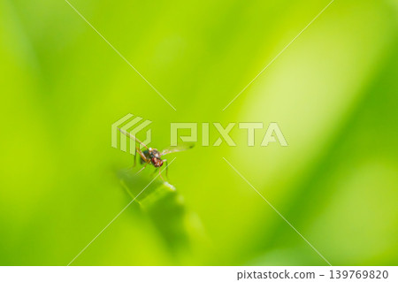 A type of long-legged fly perched on a green leaf. A type of long-legged fly perched on a green leaf. 139769820