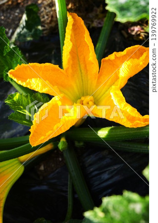 Zucchini yellow flowers Zucchini yellow flowers 139769922