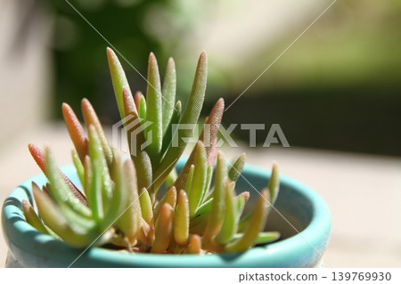 Succulent plants Succulent plants 139769930