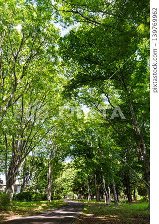 Jindai Botanical Garden, Free Space: Relax with a forest bath. Jindaiji Kitamachi, Chofu City, Tokyo. Jindai Botanical Garden, Free Space: Relax with a forest bath. Jindaiji Kitamachi, Chofu City, Tokyo. 139769962