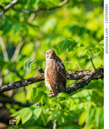A Grey-faced Buzzard among the fresh green leaves A Grey-faced Buzzard among the fresh green leaves 139769984