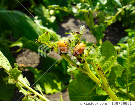 Colorado potato beetle with yellow-black stripes on a green potato plant bush on potato farm. Colorado potato beetle with yellow-black stripes on a green potato plant bush on potato farm. 139769991
