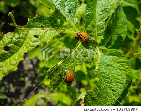 Colorado potato beetle with yellow-black stripes on a green  potato plant bush on potato farm. 139769997