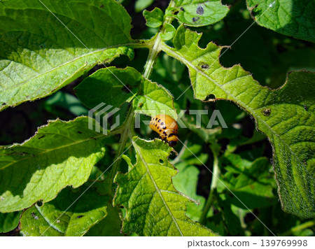 Colorado potato beetle with yellow-black stripes on a green  potato plant bush on potato farm. 139769998