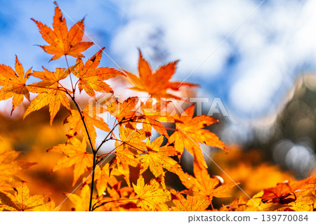 Gokei Gorge: Late Autumn Maple Leaves (Part 4), Soja City, Okayama Prefecture Gokei Gorge: Late Autumn Maple Leaves (Part 4), Soja City, Okayama Prefecture 139770084