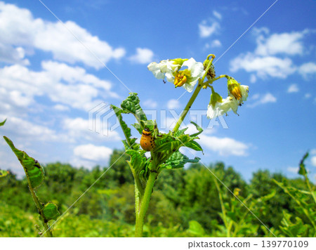 Colorado potato beetle with yellow-black stripes on a green potato plant bush on potato farm. Colorado potato beetle with yellow-black stripes on a green potato plant bush on potato farm. 139770109