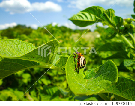 Colorado potato beetle with yellow-black stripes on a green  potato plant bush on potato farm. 139770116
