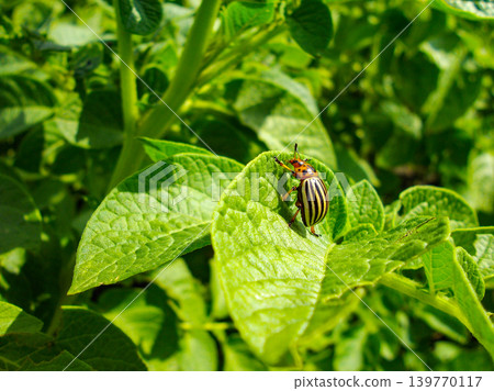 Colorado potato beetle with yellow-black stripes on a green potato plant bush on potato farm. Colorado potato beetle with yellow-black stripes on a green potato plant bush on potato farm. 139770117