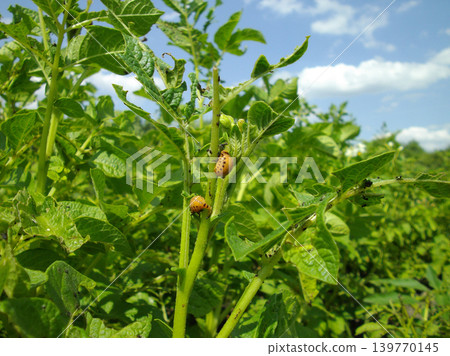 Colorado potato beetle with yellow-black stripes on a green potato plant bush on potato farm. Colorado potato beetle with yellow-black stripes on a green potato plant bush on potato farm. 139770145