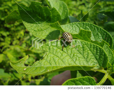 Colorado potato beetle with yellow-black stripes on a green potato plant bush on potato farm. Colorado potato beetle with yellow-black stripes on a green potato plant bush on potato farm. 139770146