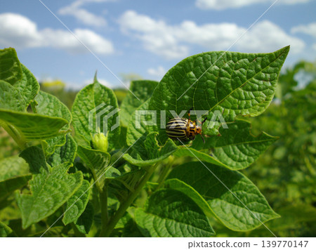 Colorado potato beetle with yellow-black stripes on a green potato plant bush on potato farm. Colorado potato beetle with yellow-black stripes on a green potato plant bush on potato farm. 139770147