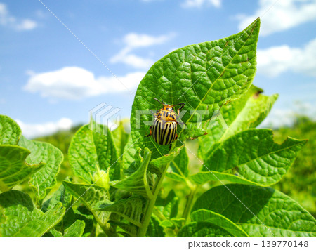 Colorado potato beetle with yellow-black stripes on a green potato plant bush on potato farm. Colorado potato beetle with yellow-black stripes on a green potato plant bush on potato farm. 139770148