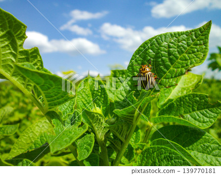 Colorado potato beetle with yellow-black stripes on a green potato plant bush on potato farm. Colorado potato beetle with yellow-black stripes on a green potato plant bush on potato farm. 139770181
