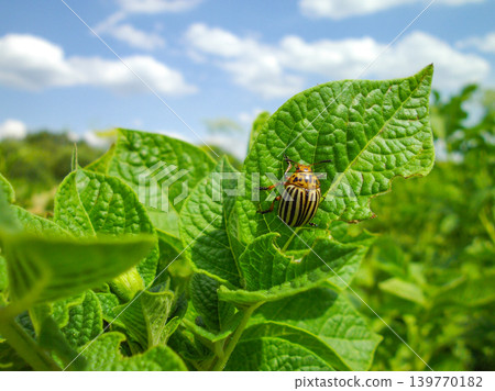 Colorado potato beetle with yellow-black stripes on a green potato plant bush on potato farm. Colorado potato beetle with yellow-black stripes on a green potato plant bush on potato farm. 139770182