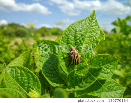 Colorado potato beetle with yellow-black stripes on a green potato plant bush on potato farm. Colorado potato beetle with yellow-black stripes on a green potato plant bush on potato farm. 139770184