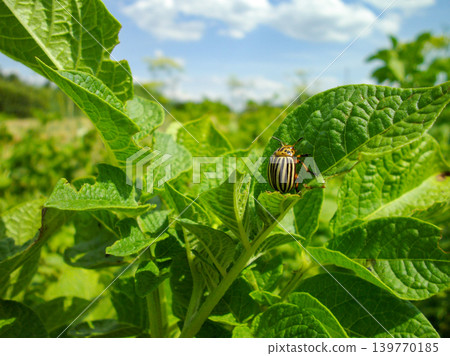 Colorado potato beetle with yellow-black stripes on a green potato plant bush on potato farm. Colorado potato beetle with yellow-black stripes on a green potato plant bush on potato farm. 139770185