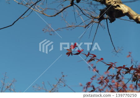 A stroll through Ichikawa City 139770250