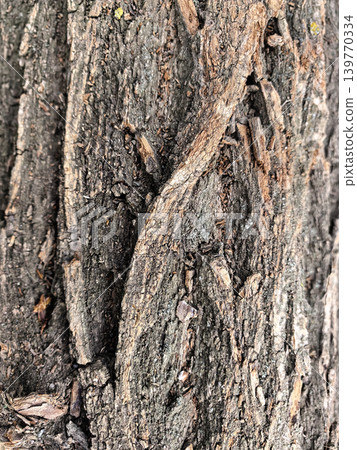 Detailed Tree Bark Texture With Natural Cracks Detailed Tree Bark Texture With Natural Cracks 139770334