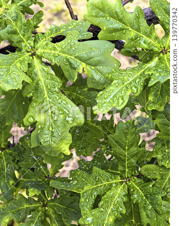 Fresh green leaves covered with rain drops growing on a garden shrub in a natural outdoor setting. Botanical spring foliage shown in detailed close up. 139770342