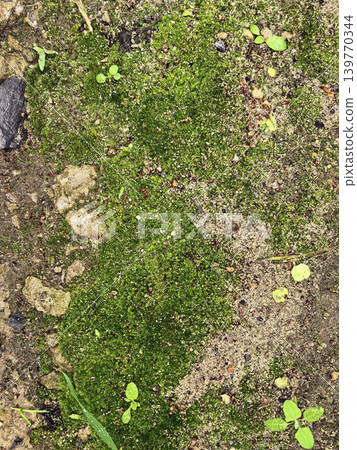 Green Moss Growing On Natural Ground Texture 139770344