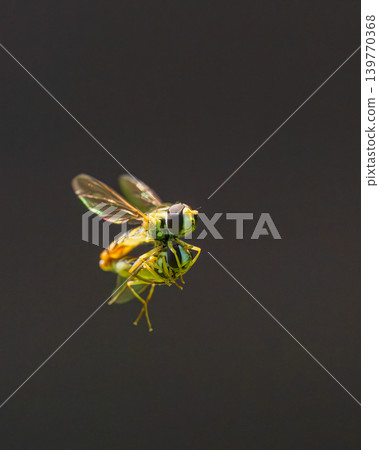 Hoverflies mating in mid-air Hoverflies mating in mid-air 139770368