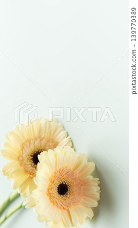 Yellow Gerbera Flowers on Soft Blue Vertical Background with Copy Space 139770389