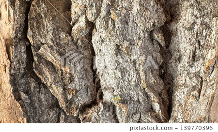 Nature Background with Weathered Tree Bark Texture Close Up with Deep Cracks Nature Background with Weathered Tree Bark Texture Close Up with Deep Cracks 139770396