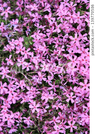 Small pink flowers Small pink flowers 139770586