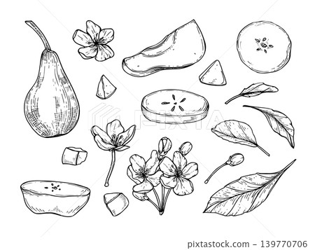 Hand drawn pear, flowers, leaves and slice set black and white drawing. Fruit elements clip art vector isolated illustration for graphic design. Outline sketch of orchard harvest Hand drawn pear, flowers, leaves and slice set black and white drawing. Fruit elements clip art vector isolated illustration for graphic design. Outline sketch of orchard harvest 139770706
