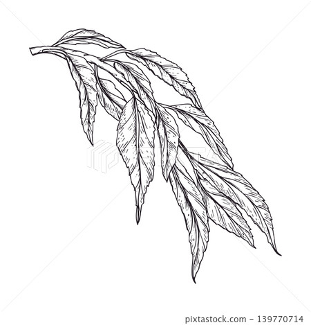 Monochrome peach tree branch with leaves hand drawn sketch. Fruit tree foliage vector isolated illustration. Spring forest twig line art for design, print and decoration. Monochrome peach tree branch with leaves hand drawn sketch. Fruit tree foliage vector isolated illustration. Spring forest twig line art for design, print and decoration. 139770714