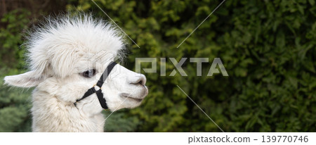 Fluffy White Alpaca Profile Close Up Fluffy White Alpaca Profile Close Up 139770746