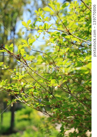 The new leaves of the Enkianthus campanulatus bloom with small, bell-shaped, lily-of-the-valley-like white flowers. The new leaves of the Enkianthus campanulatus bloom with small, bell-shaped, lily-of-the-valley-like white flowers. 139770806